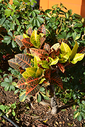 Variegated Croton (Codiaeum variegatum 'var. pictum') at Strader's Garden Centers