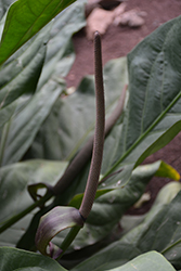 Pheasant's Tail (Anthurium schlechtendalii) at Strader's Garden Centers