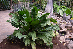 Pheasant's Tail (Anthurium schlechtendalii) at Strader's Garden Centers