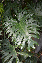 Tree Philodendron (Philodendron selloum) at Strader's Garden Centers