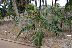 Kentia Palm (Howea forsteriana) at Strader's Garden Centers
