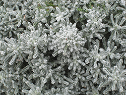 Cotton Lavender (Santolina chamaecyparissus) at Strader's Garden Centers