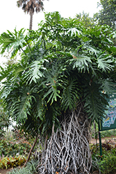 Tree Philodendron (Philodendron bipinnatifidum) at Strader's Garden Centers