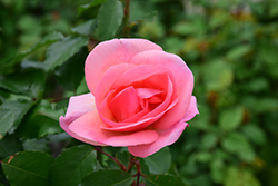 Peachy Knock Out Rose (Rosa 'Radgor') at Strader's Garden Centers