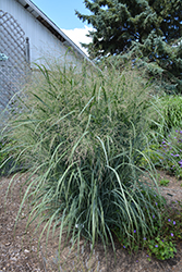 Northwind Switch Grass (Panicum virgatum 'Northwind') at Strader's Garden Centers