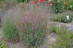 Cheyenne Sky Switch Grass (Panicum virgatum 'Cheyenne Sky') at Strader's Garden Centers
