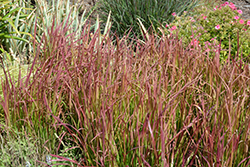 Red Baron Japanese Blood Grass (Imperata cylindrica 'Red Baron') at Strader's Garden Centers