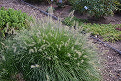 Little Bunny Dwarf Fountain Grass (Pennisetum alopecuroides 'Little Bunny') at Strader's Garden Centers