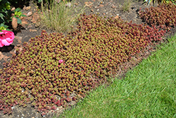 Fulda Glow Stonecrop (Sedum spurium 'Fuldaglut') at Strader's Garden Centers