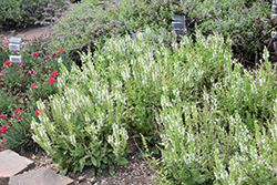 White Profusion Meadow Sage (Salvia nemorosa 'White Profusion') at Strader's Garden Centers