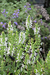 White Profusion Meadow Sage (Salvia nemorosa 'White Profusion') at Strader's Garden Centers