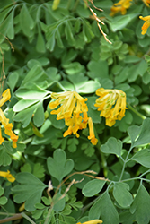 Golden Corydalis (Corydalis lutea) at Strader's Garden Centers