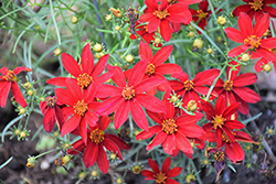 Sizzle And Spice Hot Paprika Tickseed (Coreopsis verticillata 'Hot Paprika') at Strader's Garden Centers