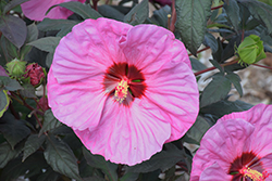 Summerific Berry Awesome Hibiscus (Hibiscus 'Berry Awesome') at Strader's Garden Centers