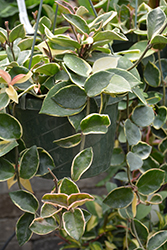 Variegated Wax Plant (Hoya carnosa 'Variegata') at Strader's Garden Centers