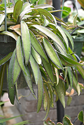 Hoya kentiana (Hoya kentiana) at Strader's Garden Centers