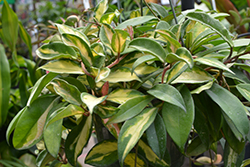 Rubra Wax Plant (Hoya carnosa 'Rubra') at Strader's Garden Centers