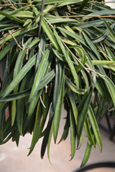 Hoya Longifolia (Hoya longifolia) at Strader's Garden Centers