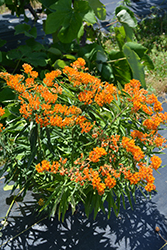 Butterfly Weed (Asclepias tuberosa) at Strader's Garden Centers