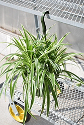 Variegated Spider Plant (Chlorophytum comosum 'Variegatum') at Strader's Garden Centers