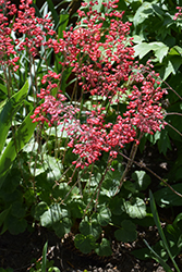 Firefly Coral Bells (Heuchera 'Firefly') at Strader's Garden Centers
