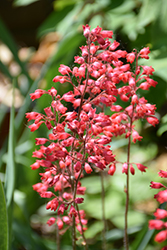 Firefly Coral Bells (Heuchera 'Firefly') at Strader's Garden Centers