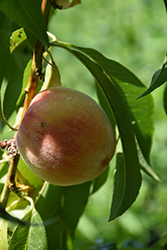 Bonanza Peach (Prunus persica 'Bonanza') at Strader's Garden Centers