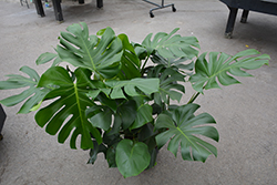 Monstera Deliciosa Plant (Monstera deliciosa) at Strader's Garden Centers