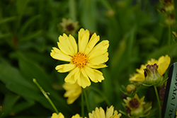 Leading Lady Sophia Tickseed (Coreopsis 'Leading Lady Sophia') at Strader's Garden Centers