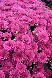 Danielle Purple Chrysanthemum (Chrysanthemum 'Danielle Purple') at Strader's Garden Centers