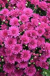 Danielle Purple Chrysanthemum (Chrysanthemum 'Danielle Purple') at Strader's Garden Centers