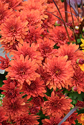 Padre Orange Chrysanthemum (Chrysanthemum 'Padre Orange') at Strader's Garden Centers