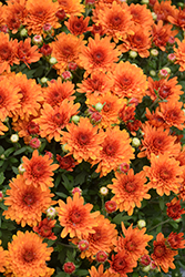 Sunset Orange Chrysanthemum (Chrysanthemum 'Sunset Orange') at Strader's Garden Centers
