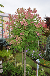 Quick Fire Hydrangea (tree form) (Hydrangea paniculata 'Bulk') at Strader's Garden Centers