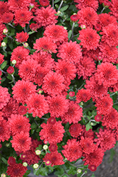 Cheryl Jolly Red Chrysanthemum (Chrysanthemum 'Cheryl Jolly Red') at Strader's Garden Centers