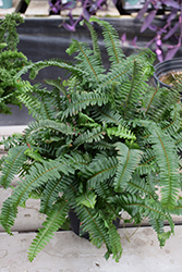 Kimberley Queen Australian Sword Fern (Nephrolepis obliterata 'Kimberley Queen') at Strader's Garden Centers