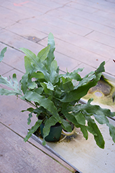 Blue Star Fern (Phlebodium aureum) at Strader's Garden Centers