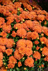 Gigi Orange Chrysanthemum (Chrysanthemum 'Gigi Orange') at Strader's Garden Centers