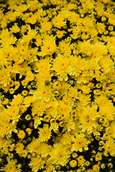Ursula Sunny Yellow Chrysanthemum (Chrysanthemum 'Ursula Sunny Yellow') at Strader's Garden Centers