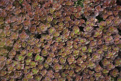 Bronze Carpet Stonecrop (Sedum spurium 'Bronze Carpet') at Strader's Garden Centers
