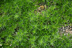 Irish Moss (Sagina subulata) at Strader's Garden Centers