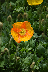 Champagne Bubbles Poppy (Papaver nudicaule 'Champagne Bubbles') at Strader's Garden Centers