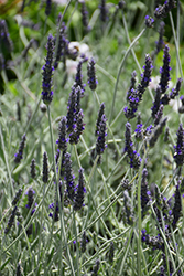 Goodwin Creek Gray Lavender (Lavandula x ginginsii 'Goodwin Creek Gray') at Strader's Garden Centers