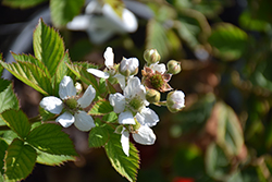 Triple Crown Blackberry (Rubus 'Triple Crown') at Strader's Garden Centers