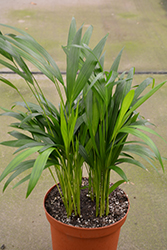 Areca Palm (Dypsis lutescens) at Strader's Garden Centers