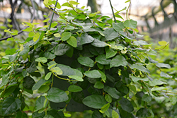 Creeping Fig (Ficus repens) at Strader's Garden Centers