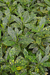 Gold Dust Variegated Croton (Codiaeum variegatum 'Gold Dust') at Strader's Garden Centers