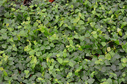 Creeping Fig (Ficus pumila) at Strader's Garden Centers