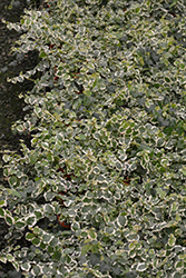 Variegated Creeping Fig (Ficus pumila 'Variegata') at Strader's Garden Centers