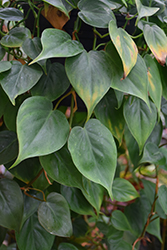 Jade Pothos (Epipremnum aureum 'Jade') at Strader's Garden Centers